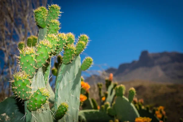 Cactus y Montañas — Foto de Stock