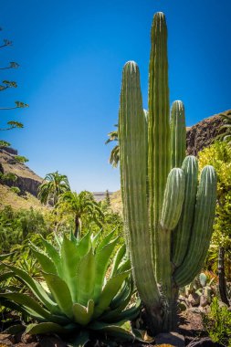 Gran Canaria kaktüs park