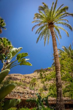 uzun palmiye ağacı