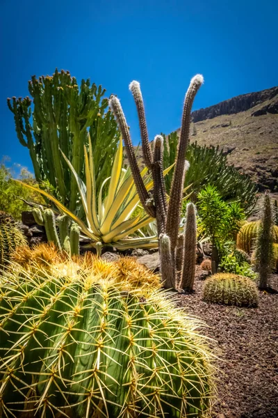 Parque de cactus en Gran Canaria — Foto de Stock