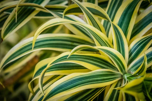 Roślina Draceanea Fragrans — Zdjęcie stockowe