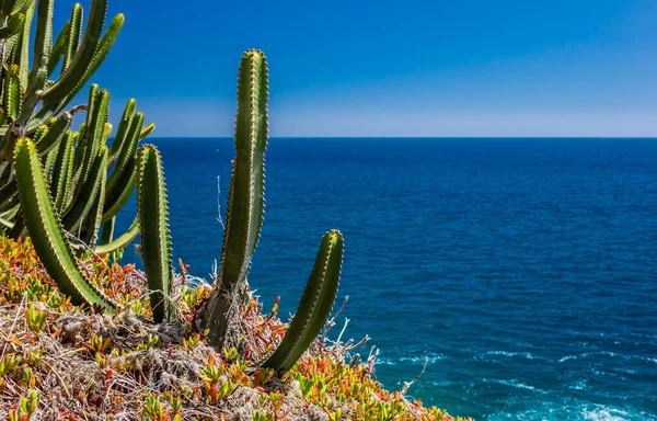 Cactus de Gran Canaria — Foto de Stock