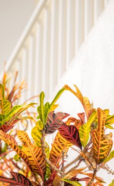 Merdiven ve çiçekler