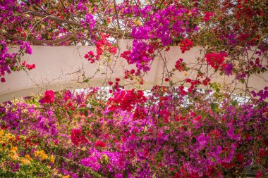 Gran Canaria renkli çiçekler