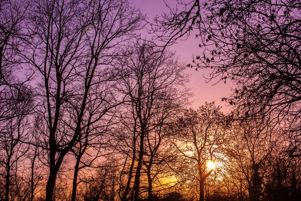 夕阳树 — 图库照片