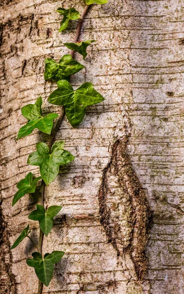Ivy ağaç gövdesinde — Stok fotoğraf
