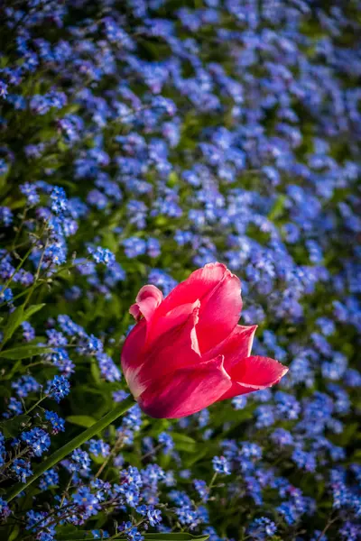 Tulip among lue forget-me-nots — Stock Photo, Image