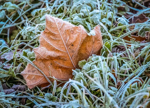 Foglia invernale congelata — Foto Stock
