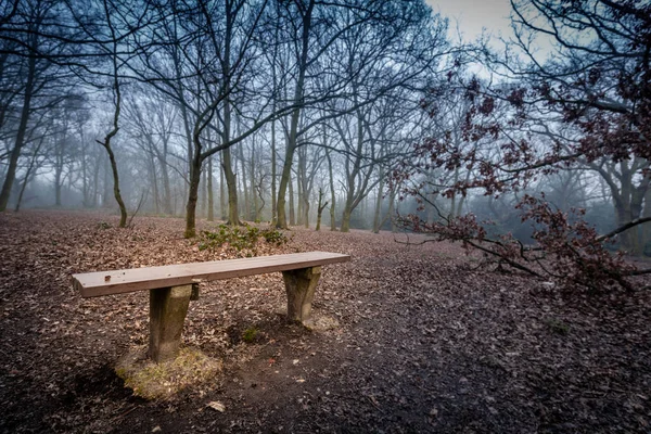 森の中の空のベンチ — ストック写真