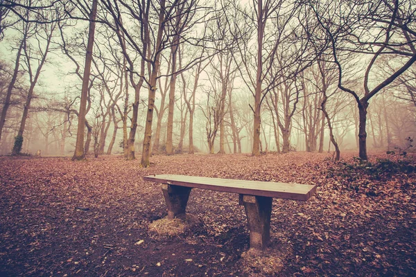 Banco vazio em uma floresta — Fotografia de Stock