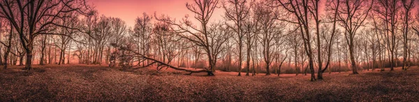 Mystischer Wald im Herbst — Stockfoto