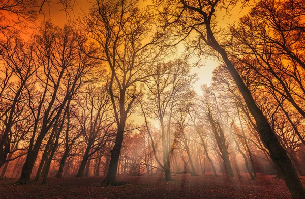 Floresta nebulosa no outono — Fotografia de Stock