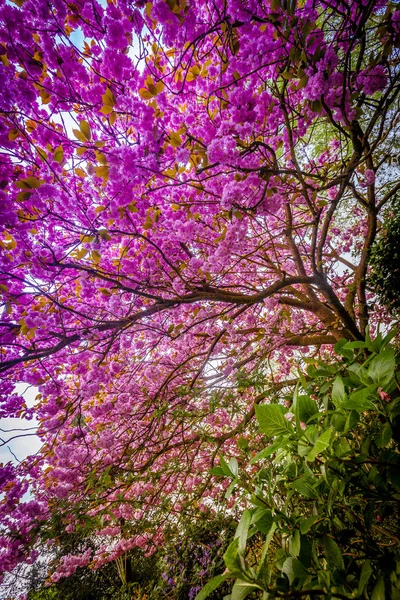 Violetti kukkiva puu — kuvapankkivalokuva