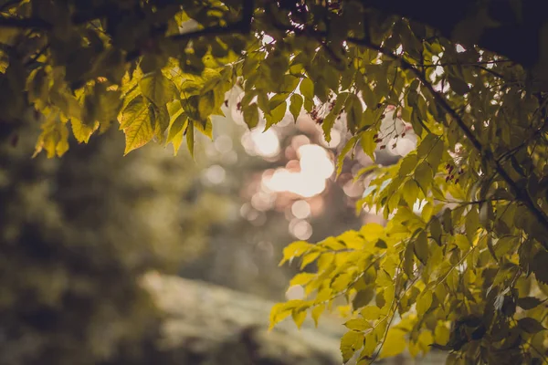 Baum bei Sonnenuntergang — Stockfoto