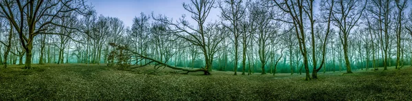 Mystischer Wald im Morgengrauen — Stockfoto