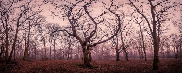 Forêt mystique en automne — Photo