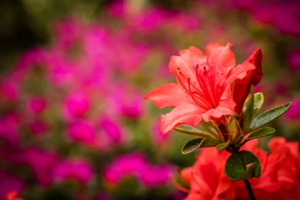 Colors of spring — Stock Photo, Image