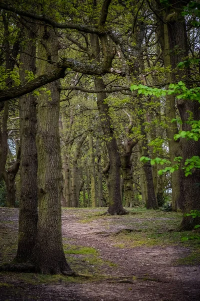 Svenska skogen i sommar — Stockfoto