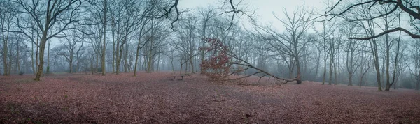 Forêt mystique à l'aube — Photo