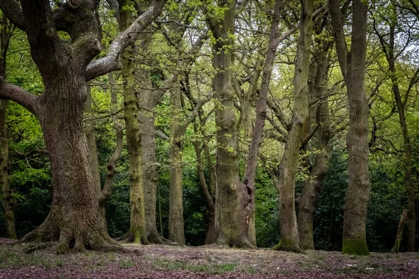 Engelse bossen in de zomer — Stockfoto
