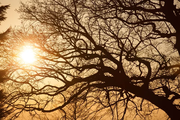 Träd vid solnedgången — Stockfoto