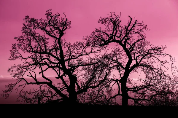 Árboles al atardecer — Foto de Stock