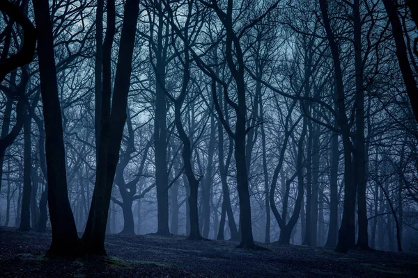 Туманный лес осенью — стоковое фото