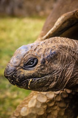 Dev kaplumbağa yakın çekim