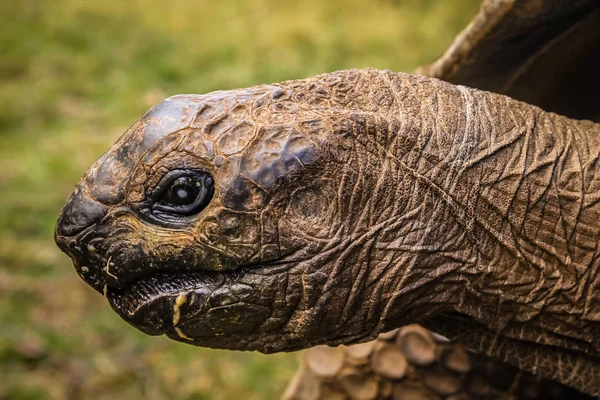 Giant turtle close up — Stock Photo, Image