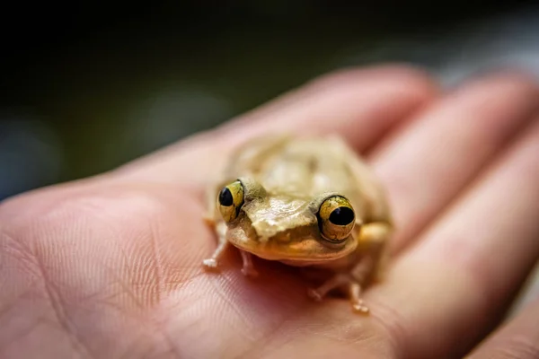 Rana de Madagascar en mano humana — Foto de Stock