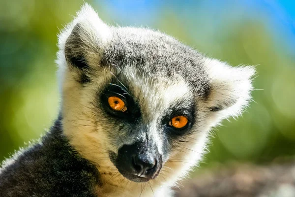 Porträt eines Lemurs — Stockfoto