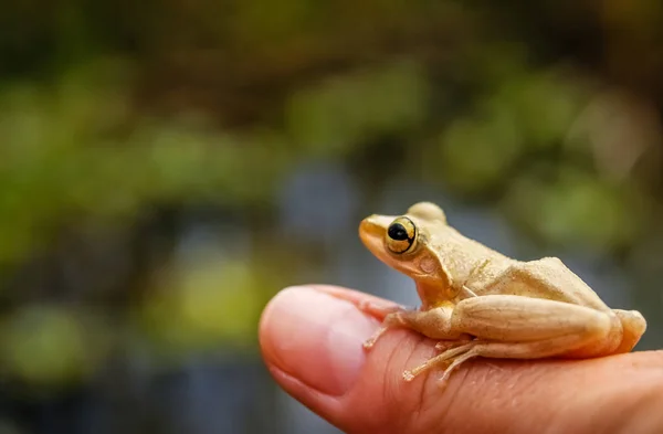 인간의 손으로 마다가스카르 개구리 — 스톡 사진