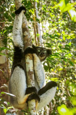 siyah ve beyaz lemur