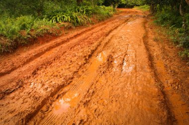 Ormanın içinden çamurlu yol