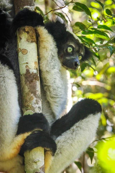 Lemur hitam dan putih — Stok Foto