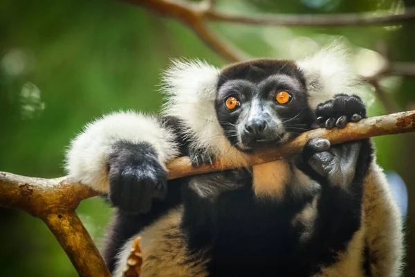 Zwart-witte maki — Stockfoto