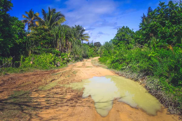 Camino de la selva en Madagascar — Foto de Stock