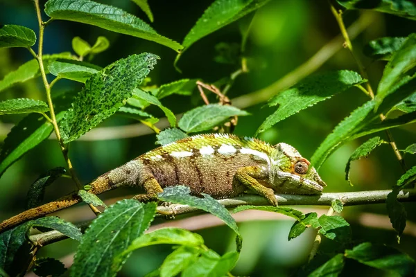 Małe kolorowe chameleon — Zdjęcie stockowe