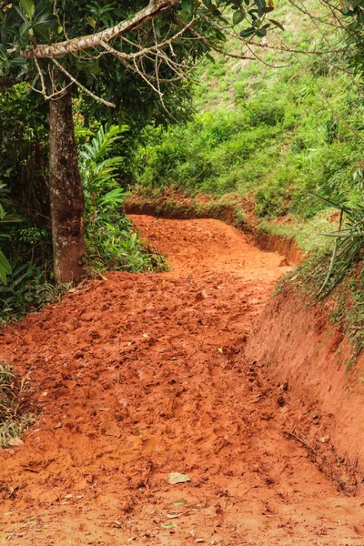 Muddy camino a través de la selva — Foto de Stock