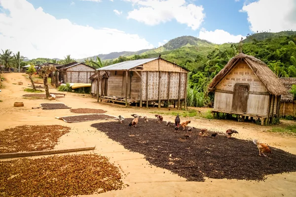 Granos de café dejados secar — Foto de Stock