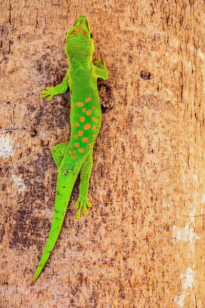 Yeşil kırmızı benekli kertenkele