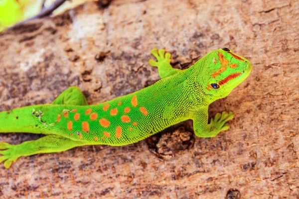 Green red-spotted gecko — Stock Photo, Image