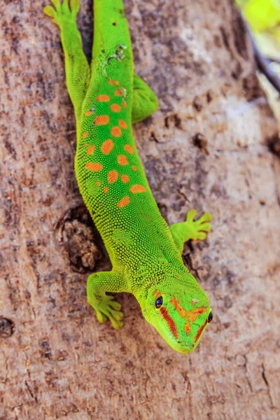 Gecko vermelho-manchado verde — Fotografia de Stock