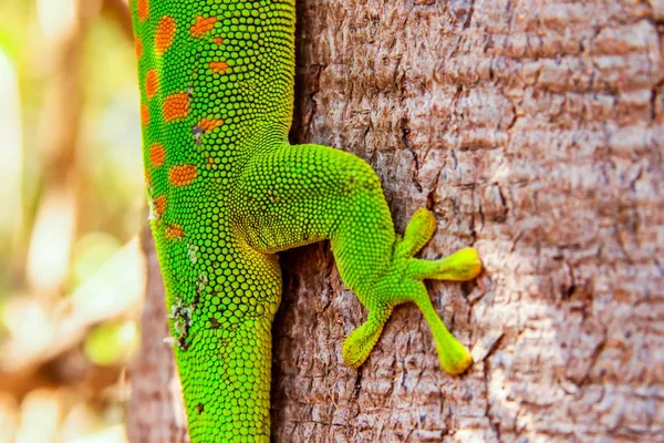 Gecko detay yakın çekim