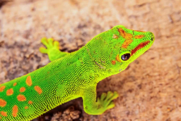 Gecko vermelho-manchado verde — Fotografia de Stock