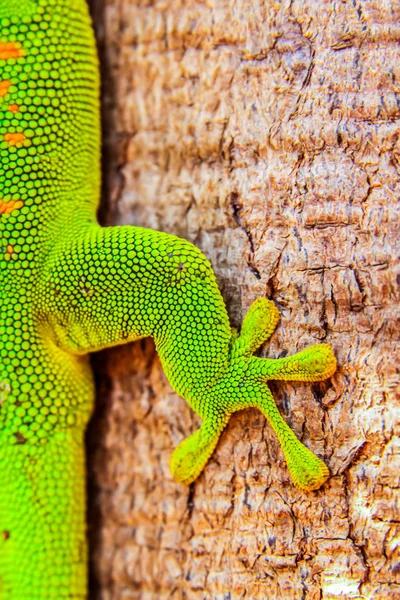 Gecko detay yakın çekim