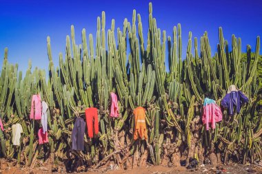 Çamaşırhane kaktüsler üzerinde kurutma