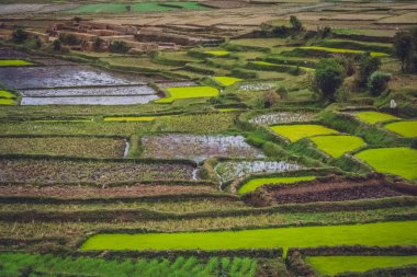 Madagaskar Ricefields