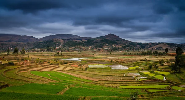 Ricefields z Madagaskaru — Zdjęcie stockowe