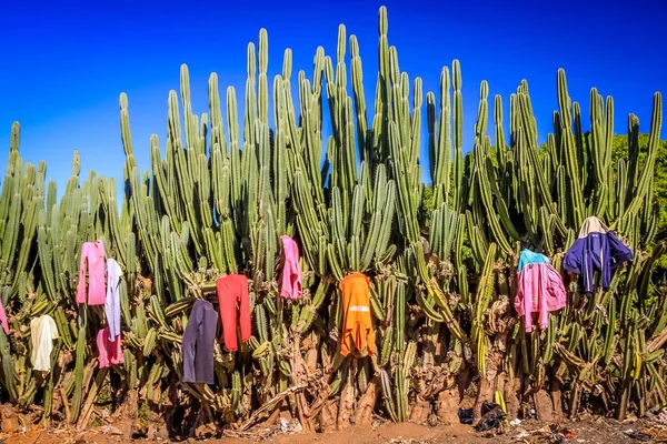 Çamaşırhane kaktüsler üzerinde kurutma